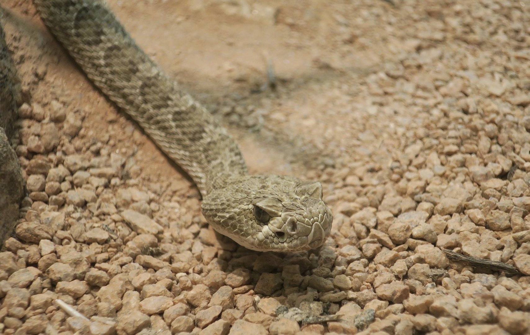 Prairie Rattlesnake (Crotalus viridis viridis)