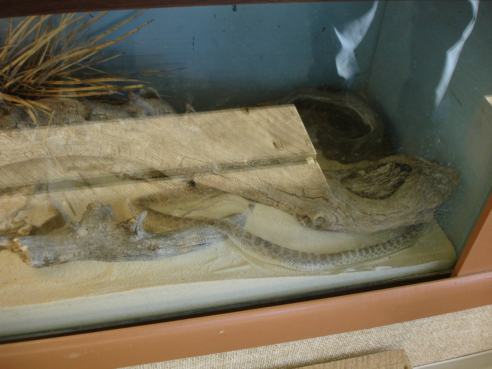 Prairie Rattlesnake - in process of shedding