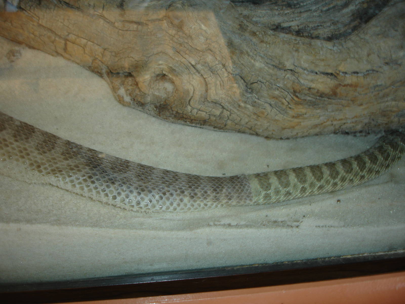 Prairie Rattlesnake - in process of shedding