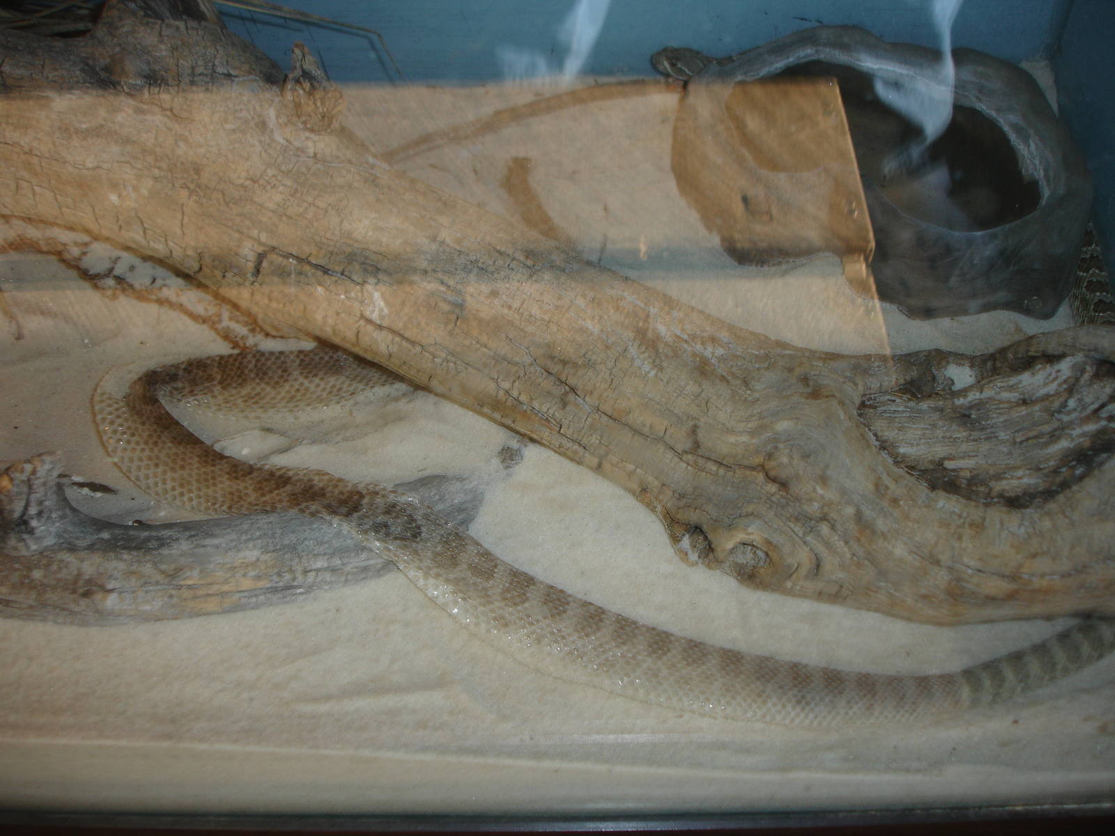 Prairie Rattlesnake - in process of shedding