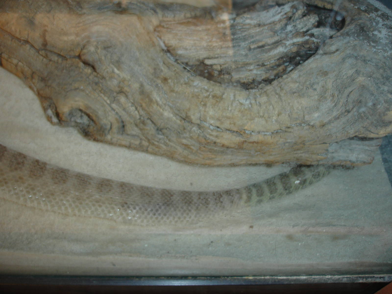 Prairie Rattlesnake - in process of shedding