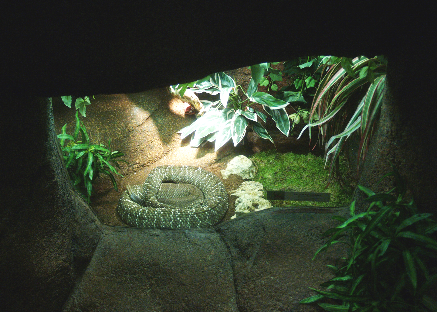 Prairie rattlesnake terrarium, 2014-02-16