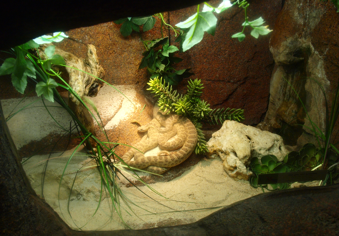 Prairie rattlesnake terrarium, 2017-02-06