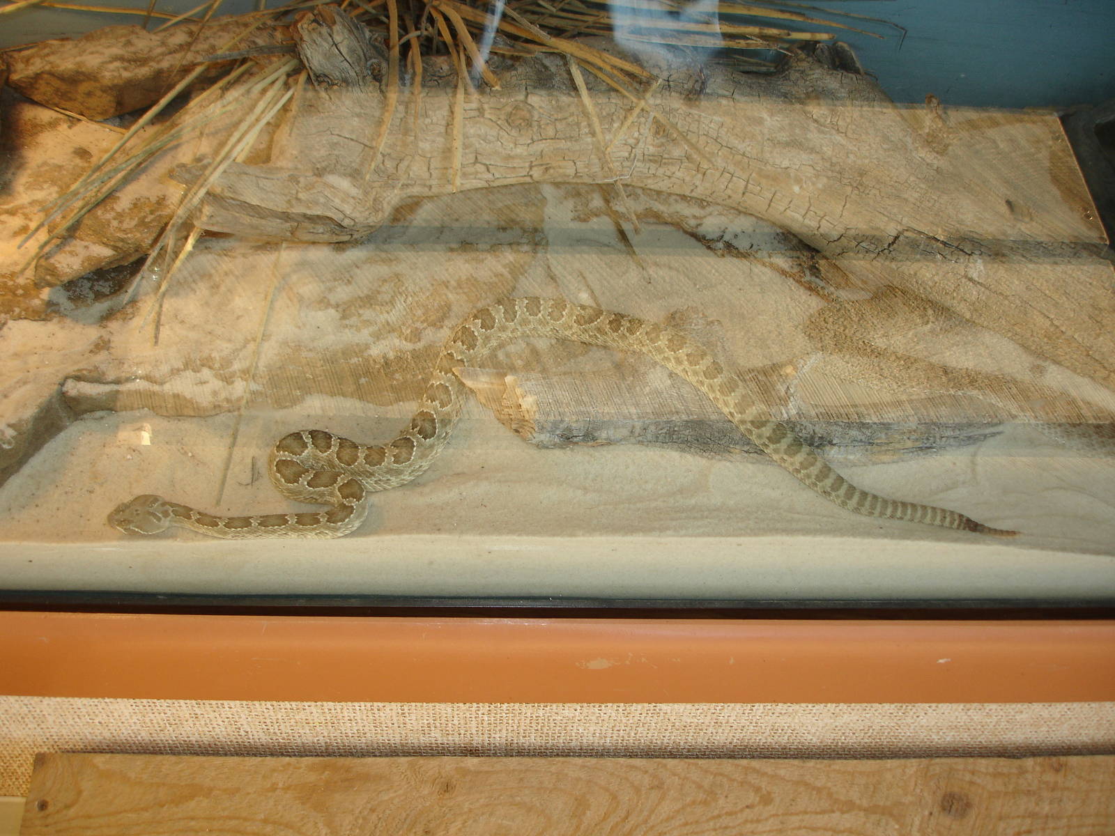 Prairie Rattlesnake