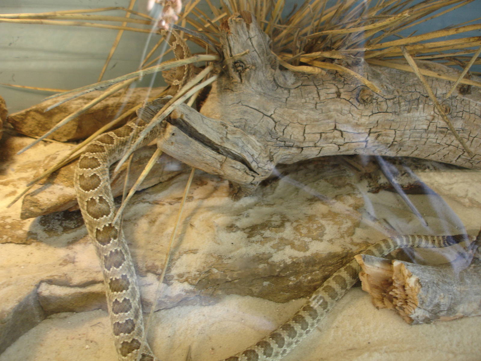 Prairie Rattlesnake