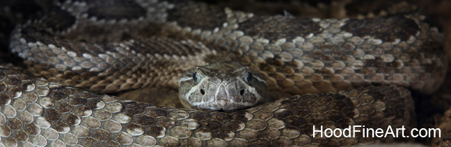 prairie rattlesnake