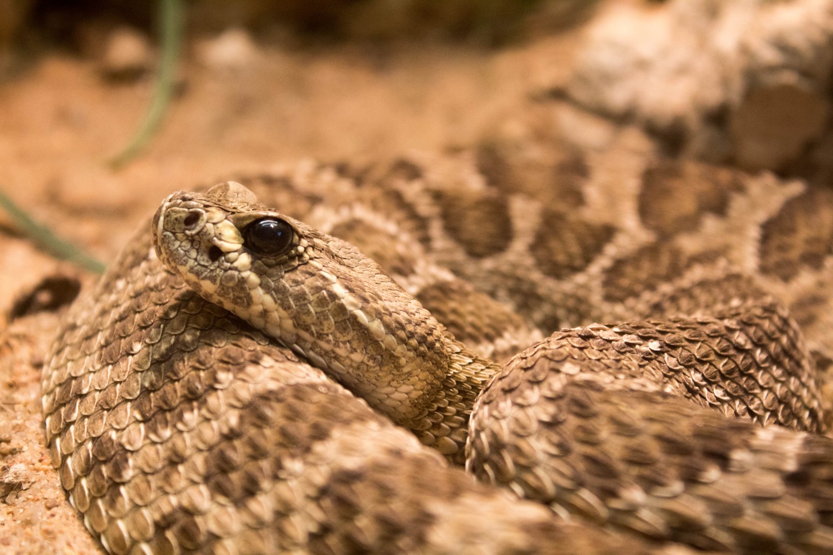 Prairie rattlesnake