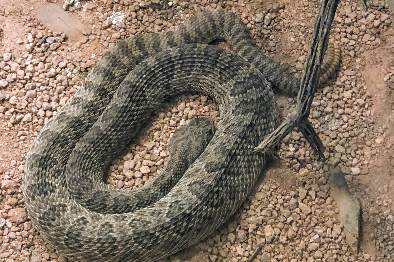 Prairie Rattlesnake