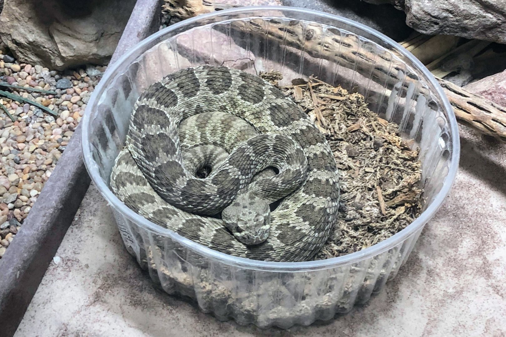 Prairie Rattlesnake