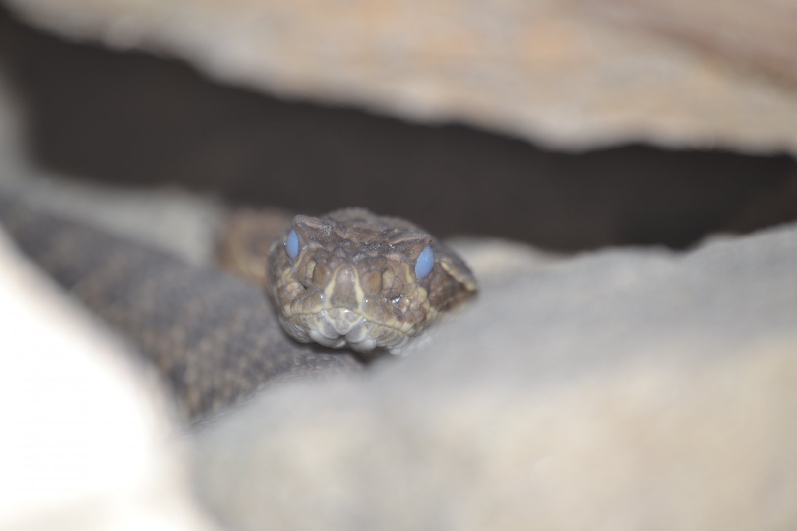 Prairie Rattlesnake