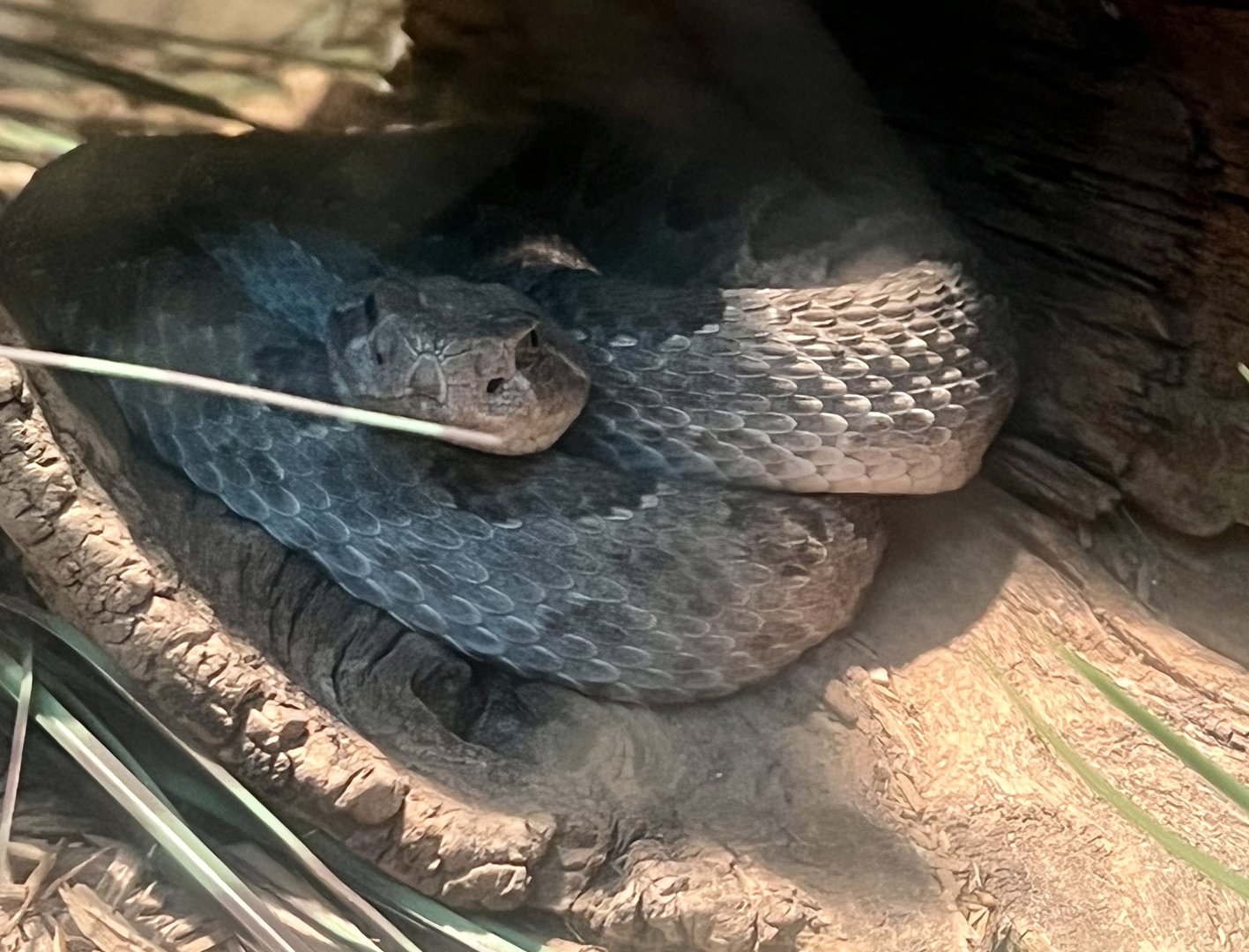Prairie Rattlesnake