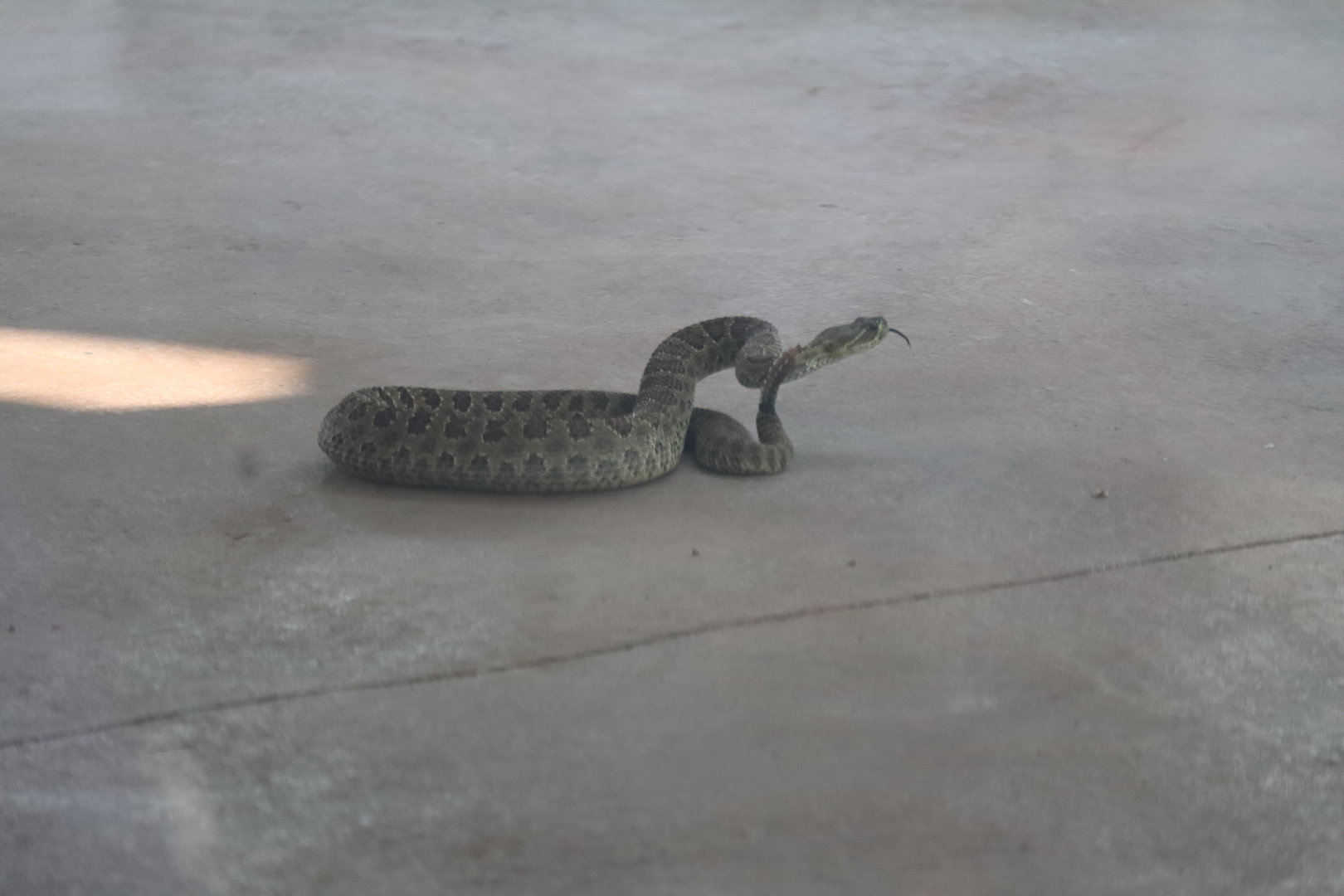 Prairie Rattlesnake