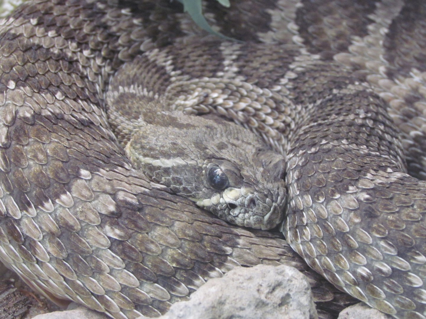 Prairie Rattlesnake