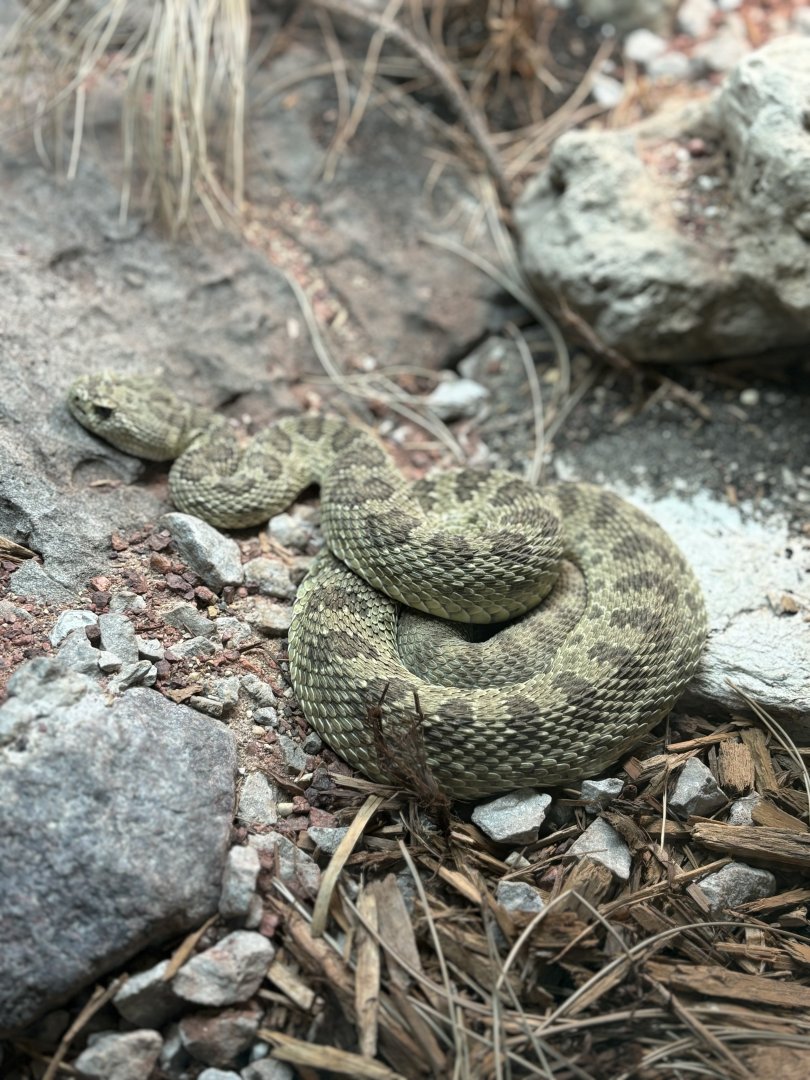 Prairie Rattlesnake