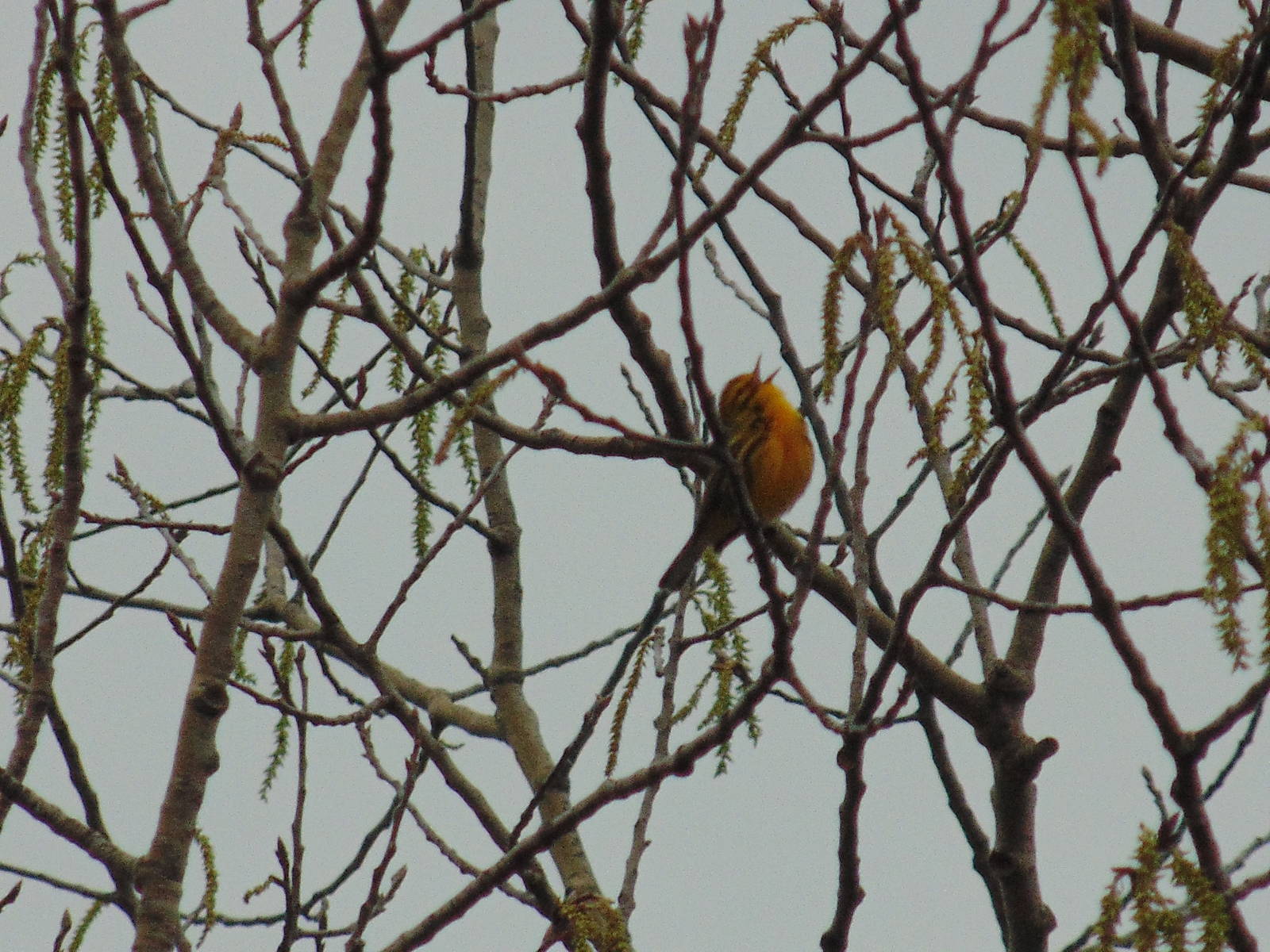 Prairie Warbler in song