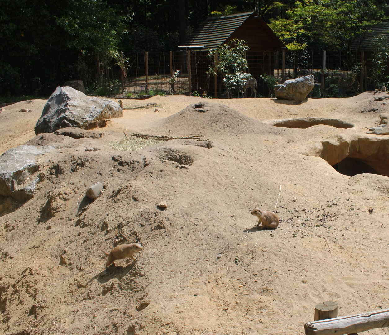Prairiedog-enclosure