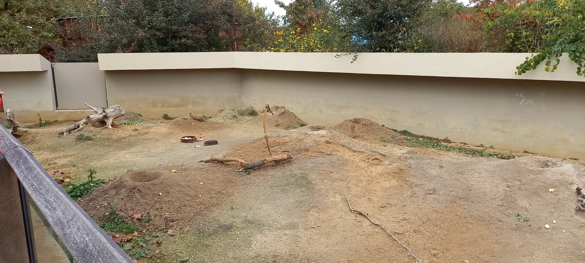 Prairiedog enclosure