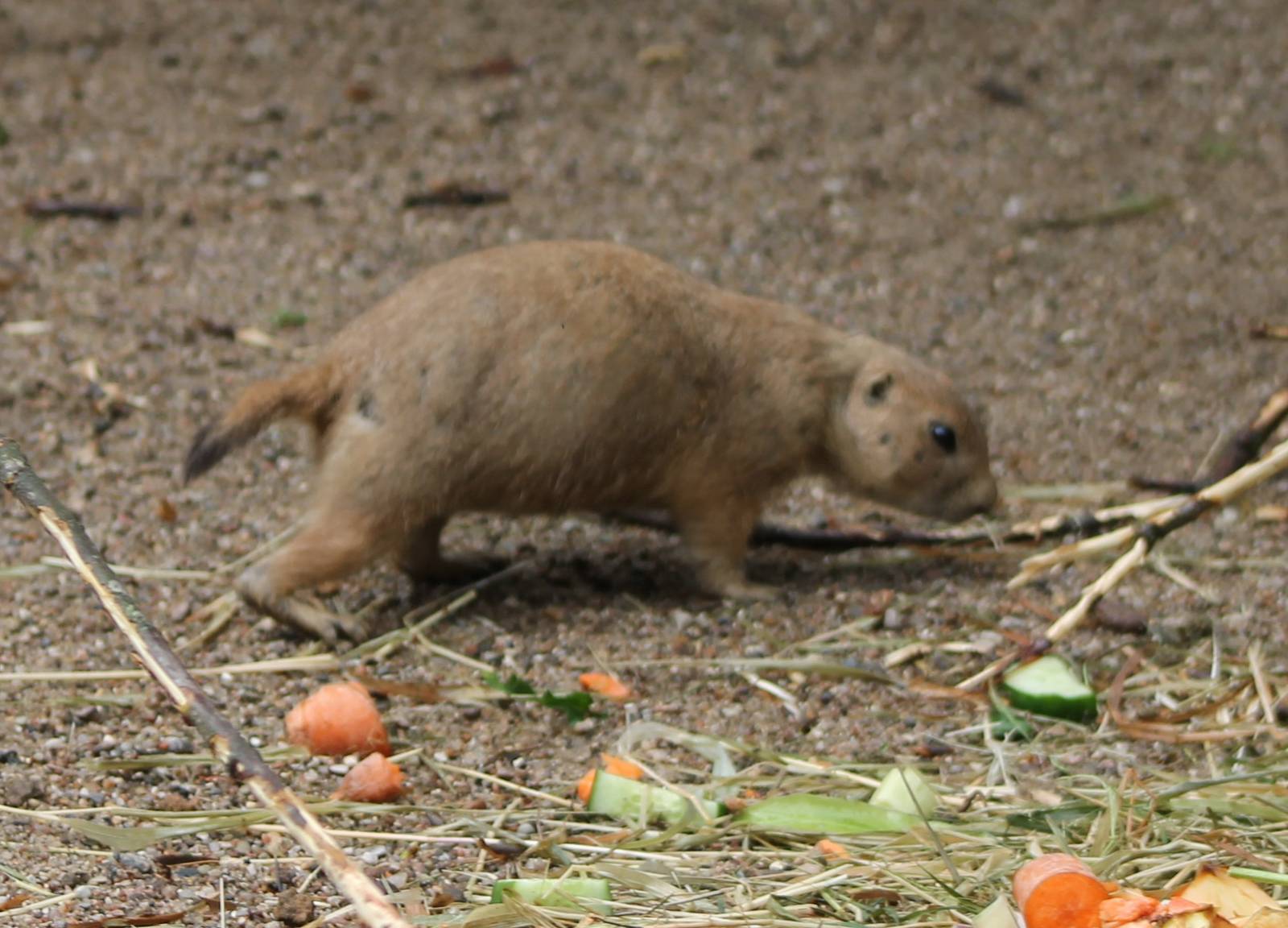 Prairiedog