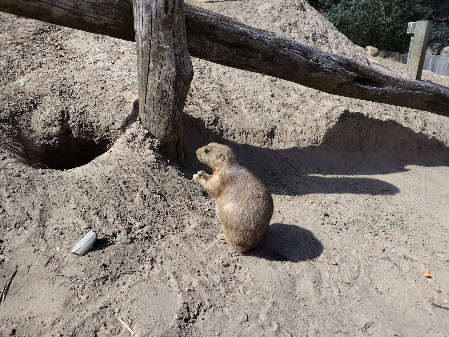 Prairiedog