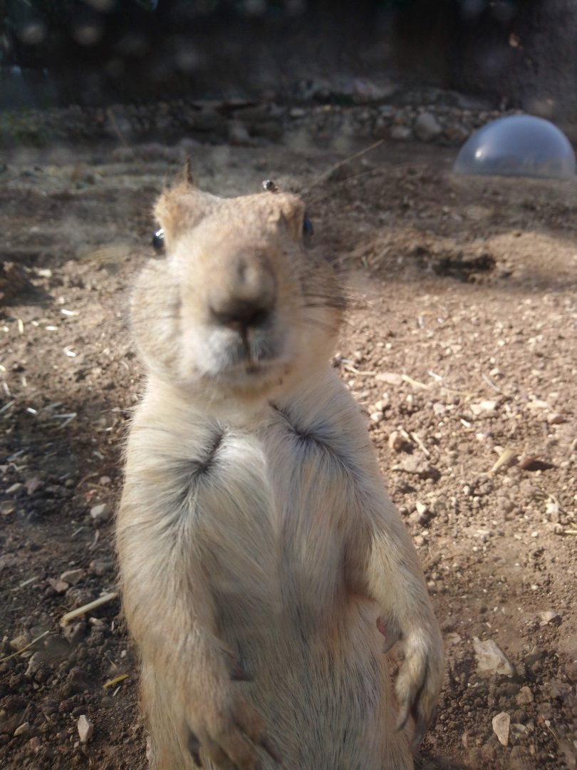 Prarie Dog 1