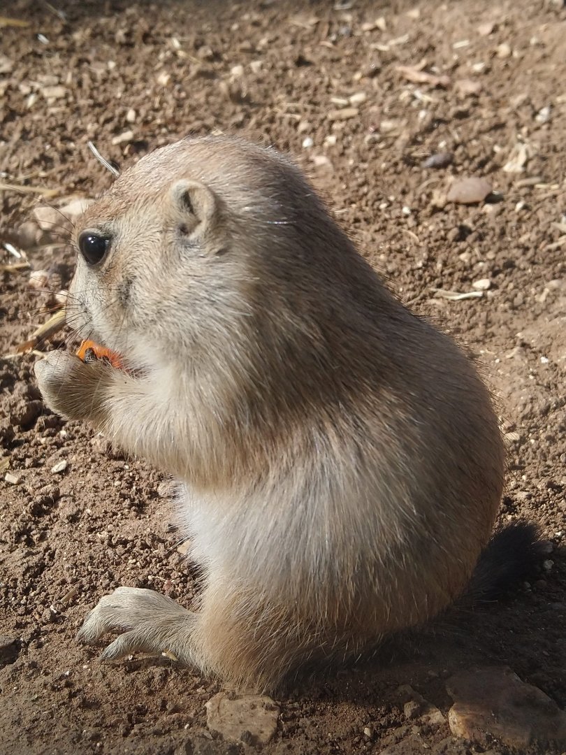 Prarie Dog 2