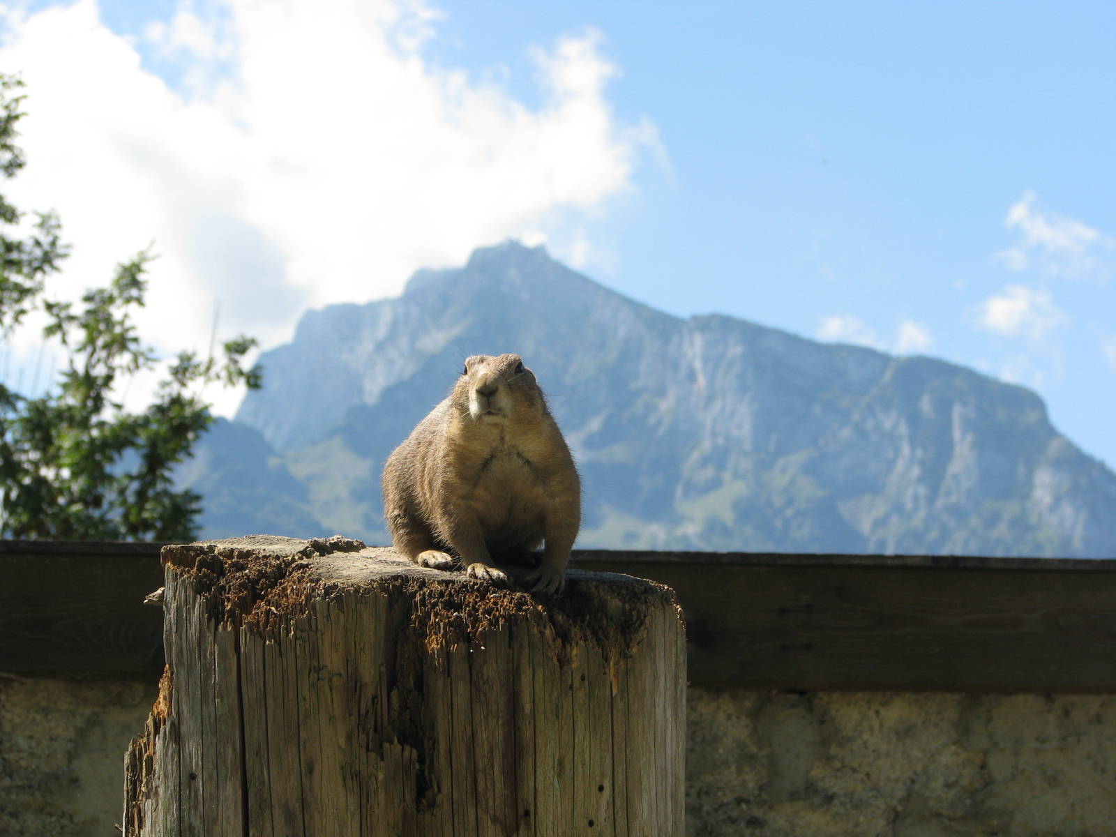 Prarie dog - August 2011