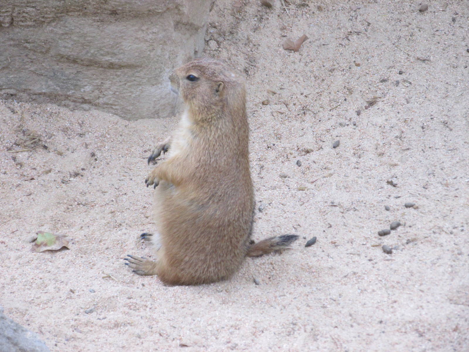 prarie dog barcelona zoo