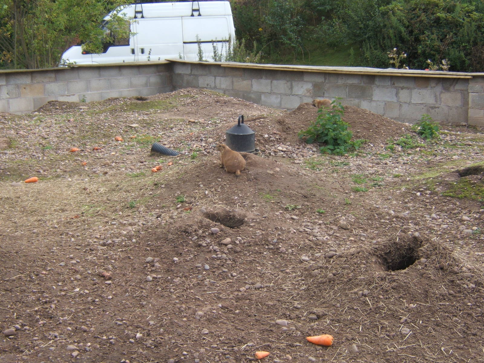 Prarie Dog enclosure