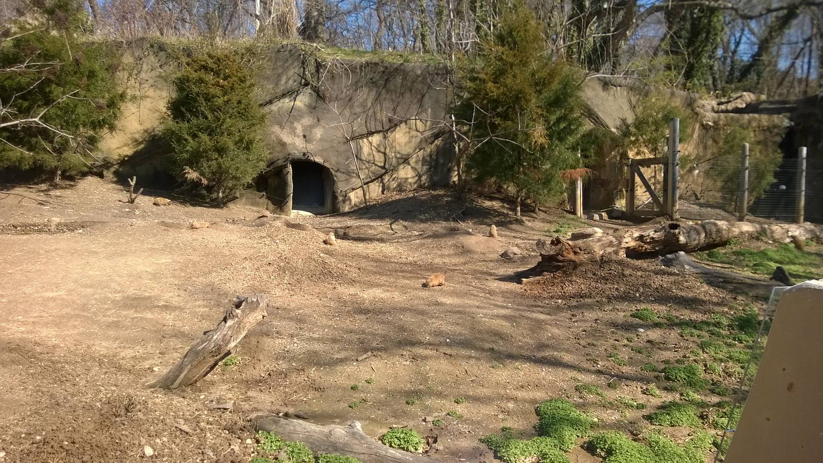 Prarie Dog Exhibit