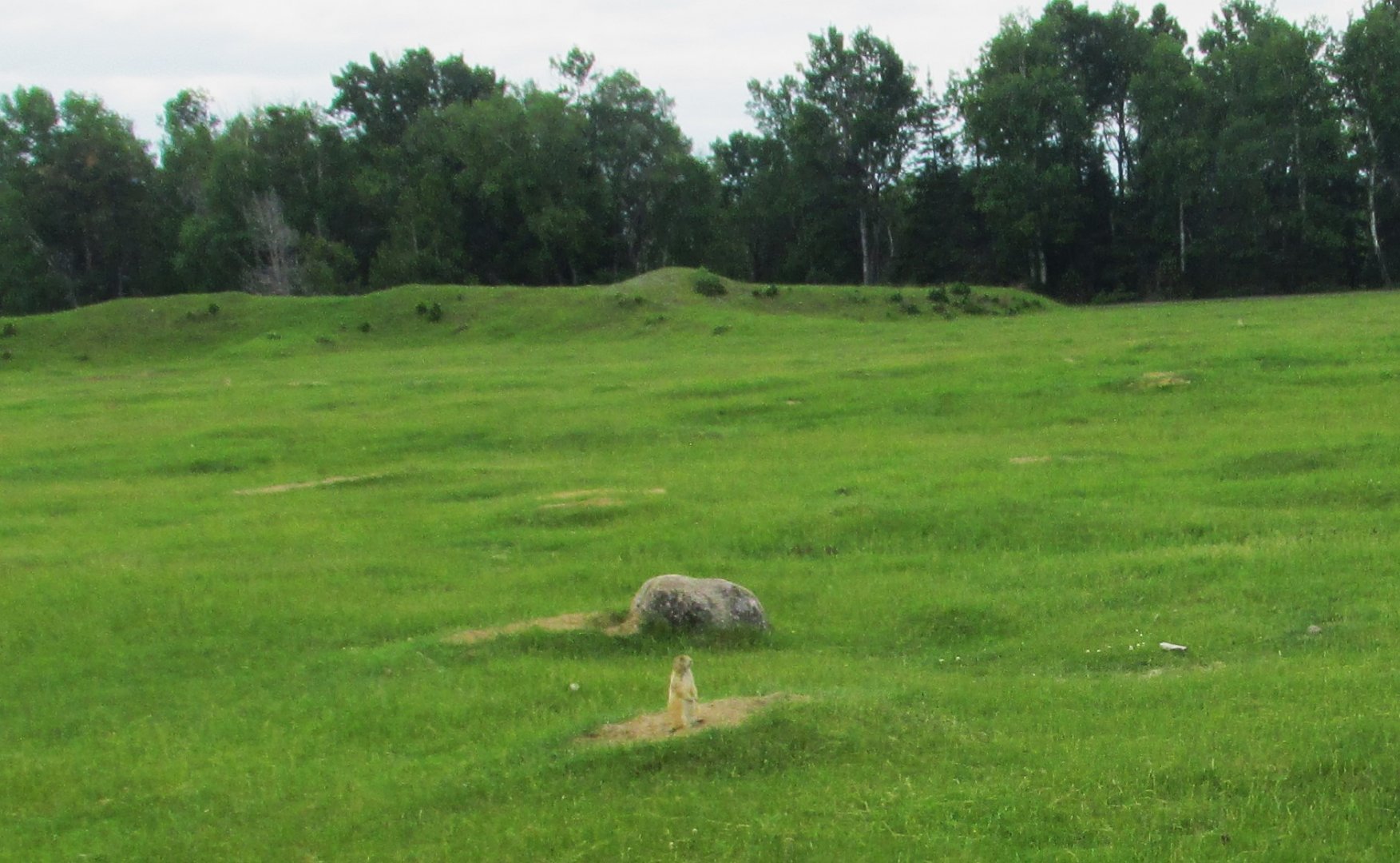 Prarie dog from train