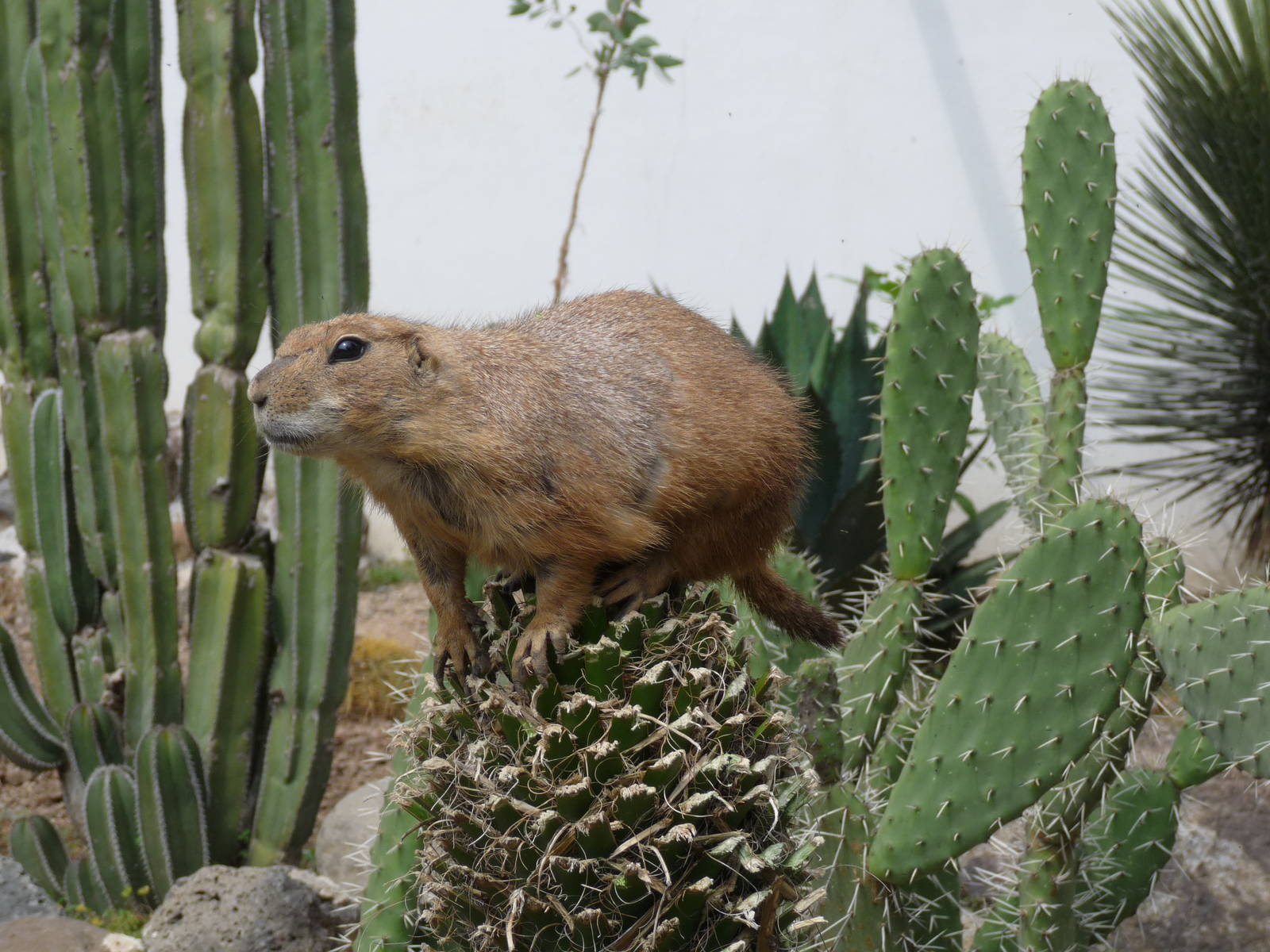 prarie dog on  cactus morelia zoo