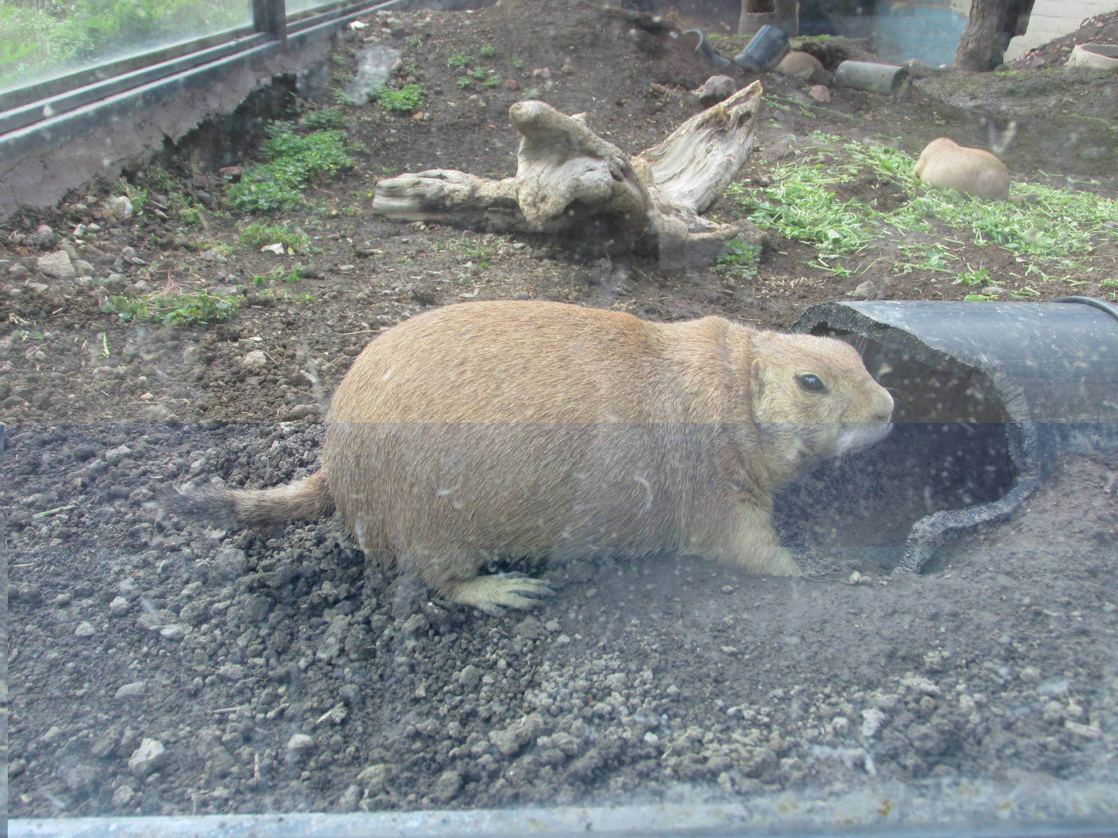 prarie dog san juan de aragon zoo