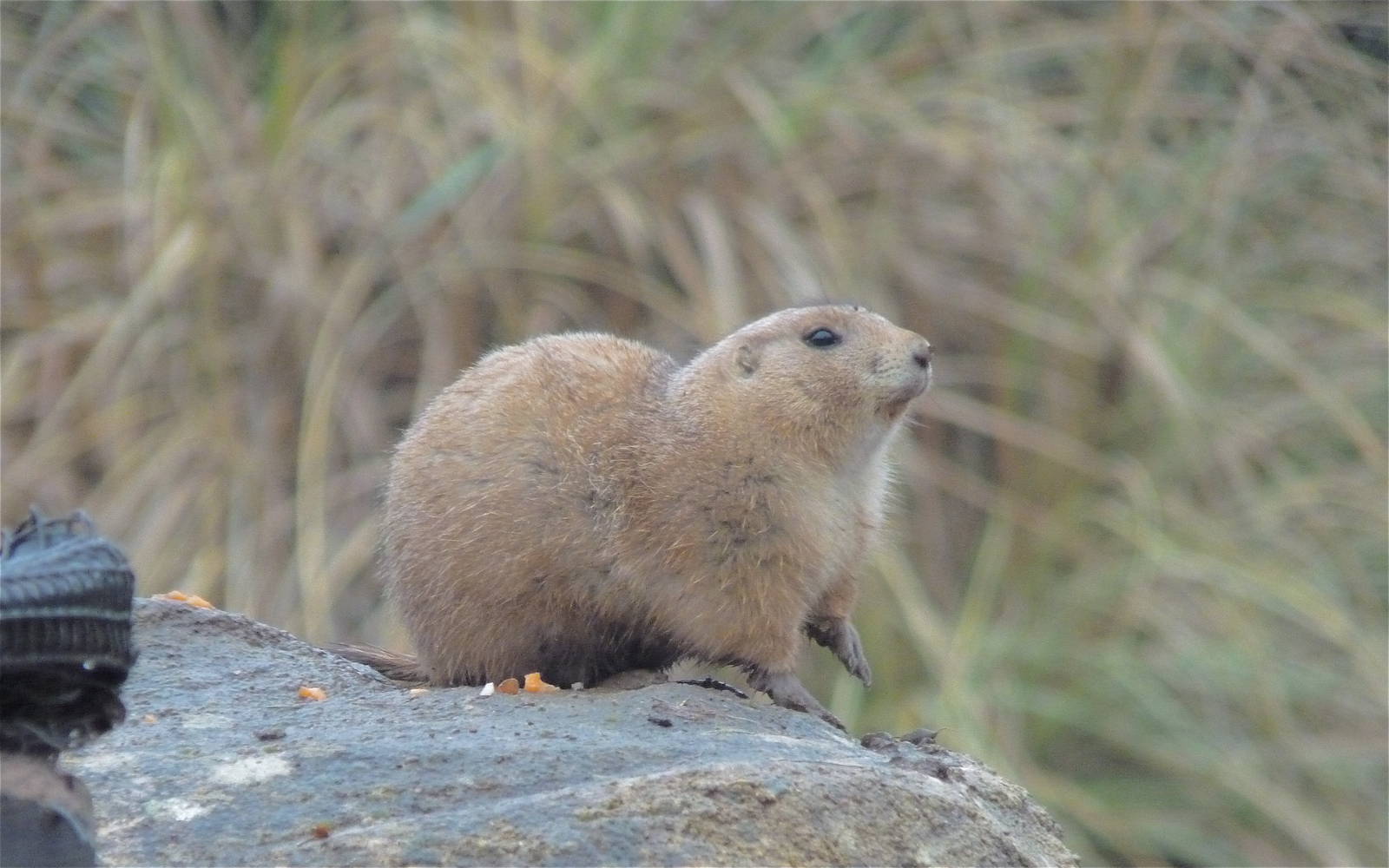 Prarie Dog
