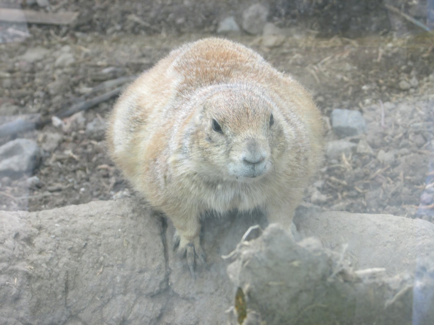 prarie dog