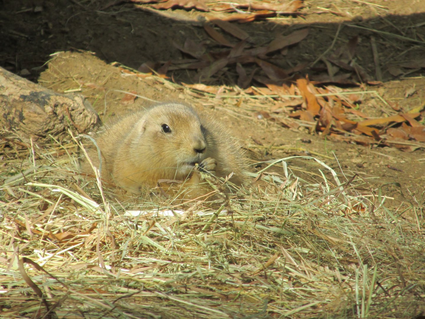 prarie dog