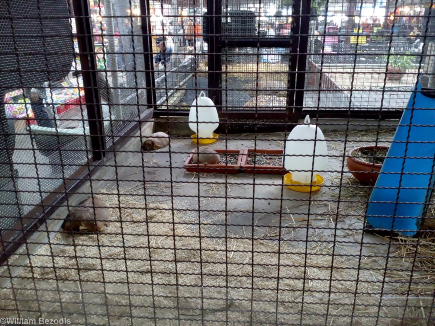 Prarie Dogs at a Temple