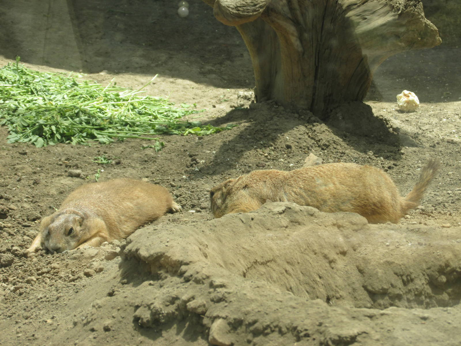 prarie dogs san juan de aragon zoo