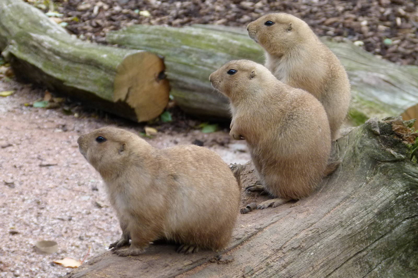 Prarie Dogs