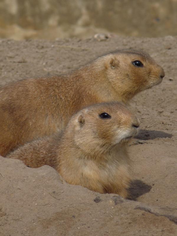 Prarie Dogs