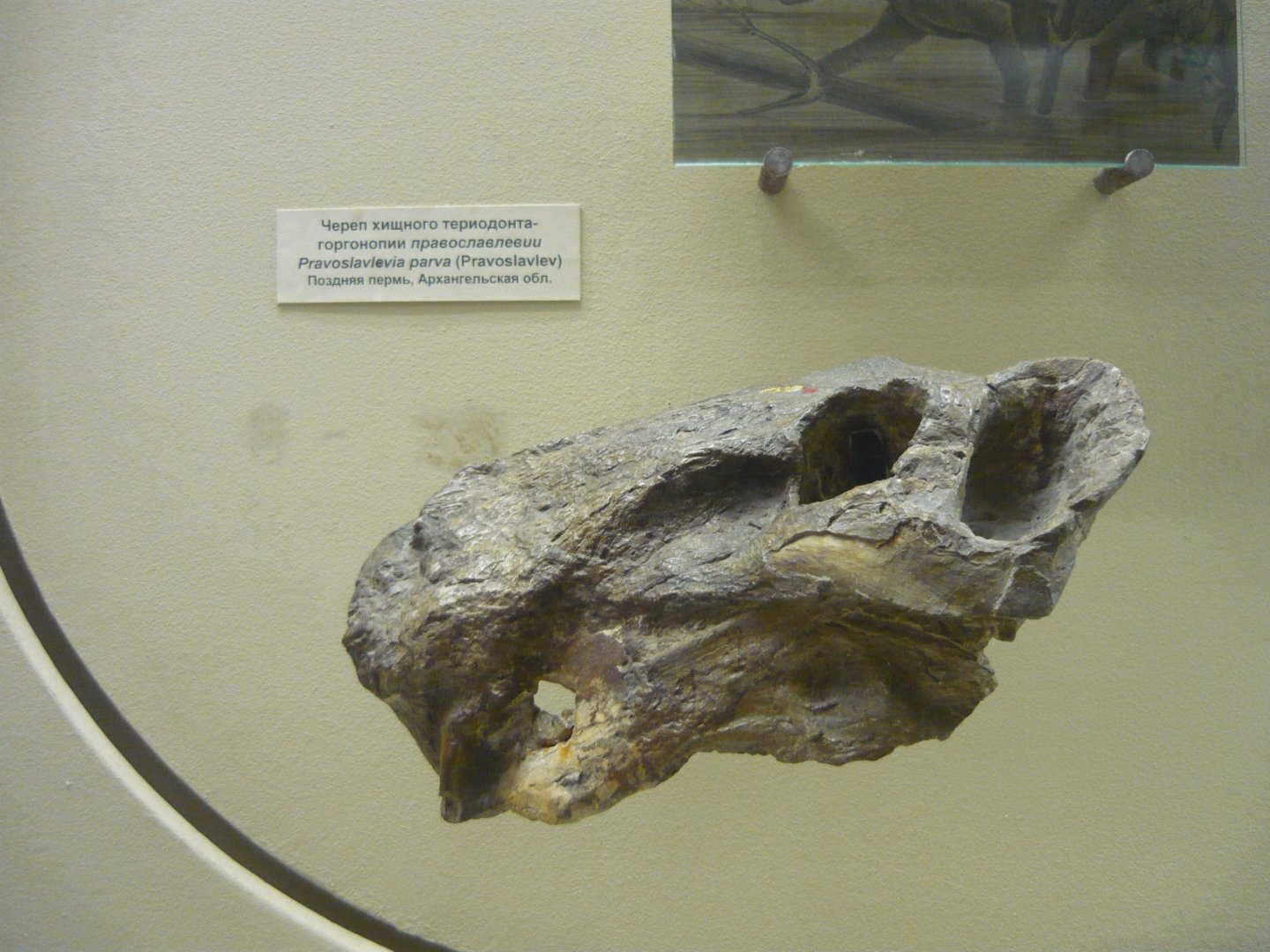 Pravoslavlevia parva skull