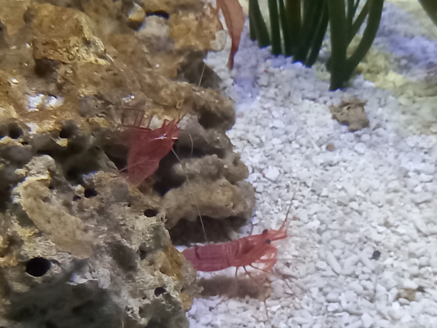 Prawn/Shrimp for ID - Sea Life Centre Birmingham