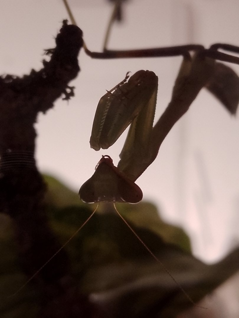 Praying Mantis at Longleat