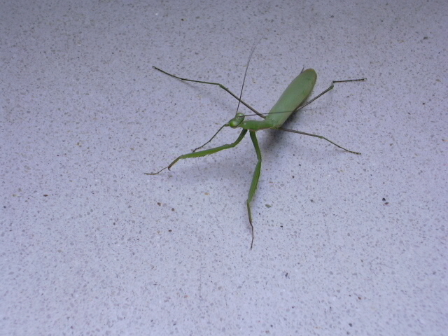 Praying mantis on stairs shark aquarium