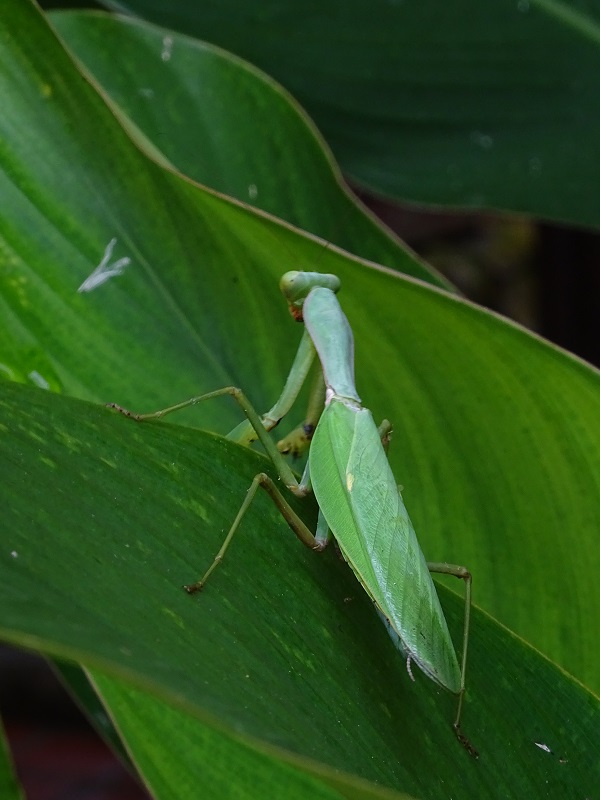 Praying mantis (Rhombodera spec)
