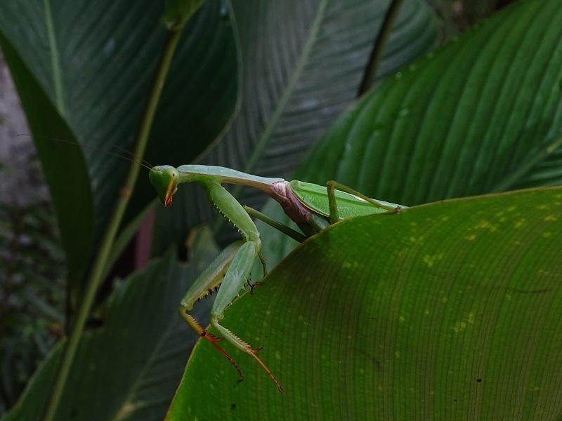 Praying mantis (Rhombodera spec)