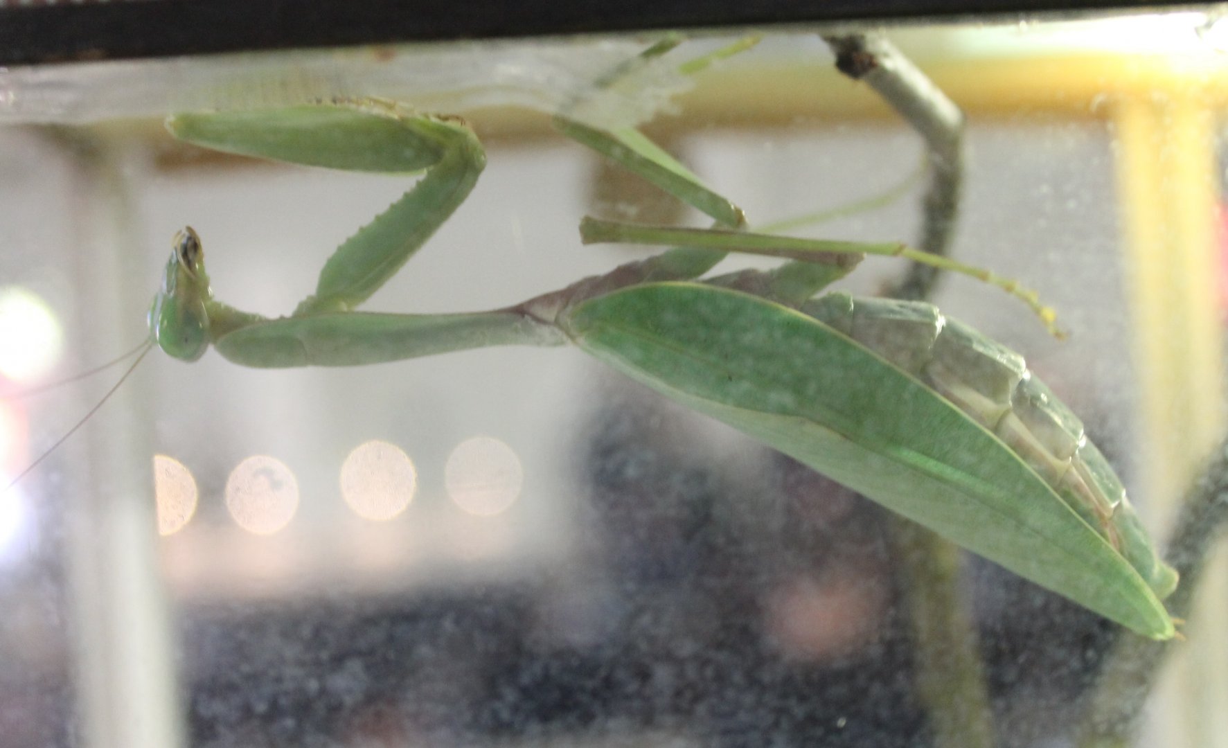 Praying mantis - Rhombodera species