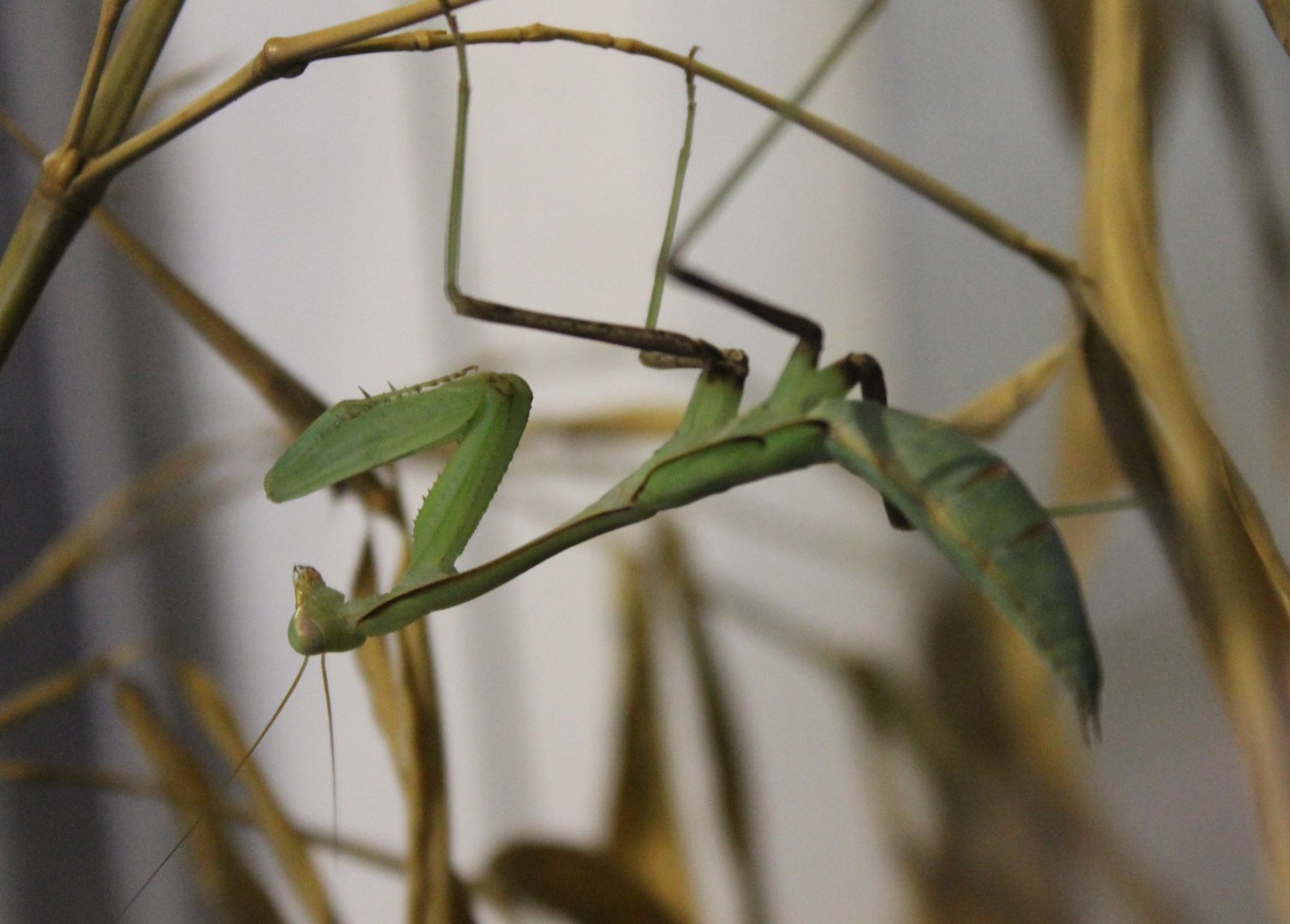 Praying mantis species