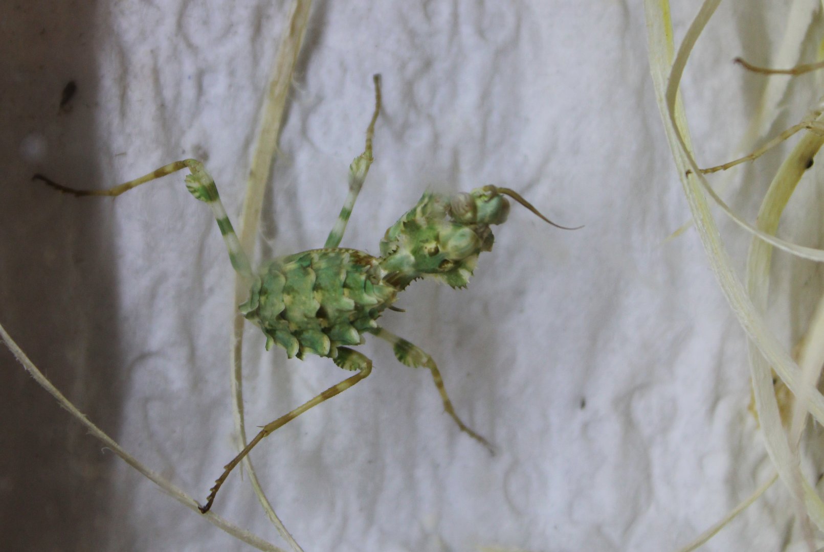Praying mantis species