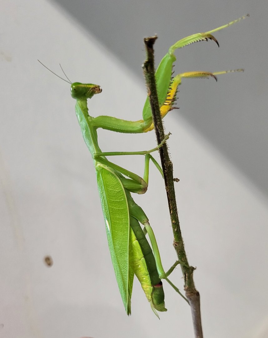 Praying mantis - West African species - ID please !