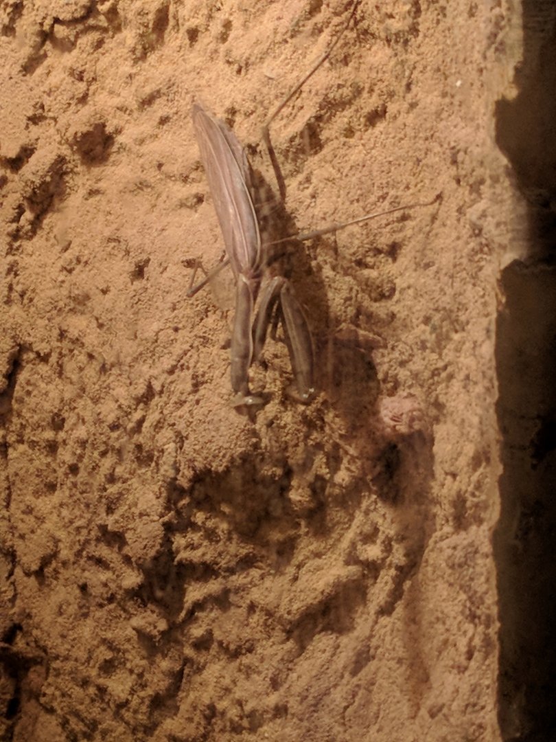 Praying Mantis Zoo Praha 2018